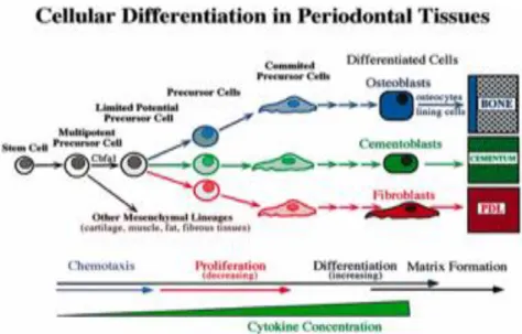 Figure 10 : Différenciation cellulaire dans le parodonte 