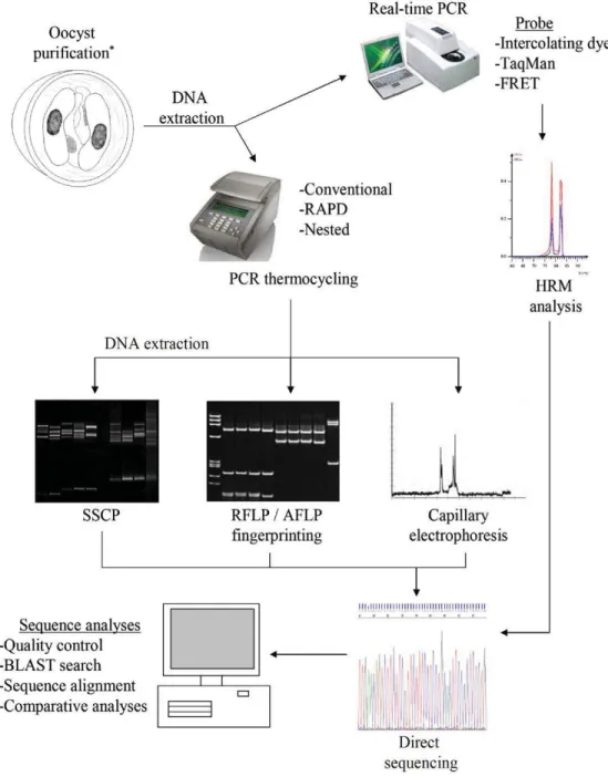 Figure 5: Méthodes basées sur la réaction en chaîne par polymérase (PCR) afin d’effectuer  le génotypage de Cryptosporidium spp