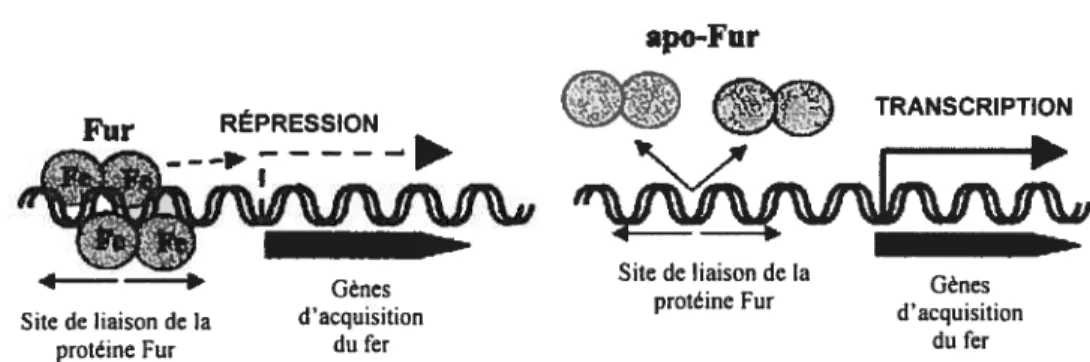 Figure 2: Représentation schématique de la répression par la protéine Fur (Adaptée d’Andrews et al., 2003)