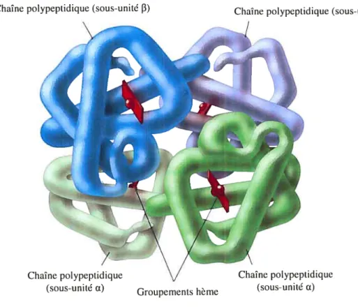 figure 5: Modèle illustrant l’hémoglobine (Adaptée de Tro. 2003). La protéine est formée de 4 sous-unités globine (Œ et f3) et chacune «entre-elles est liée à un groupement hème.