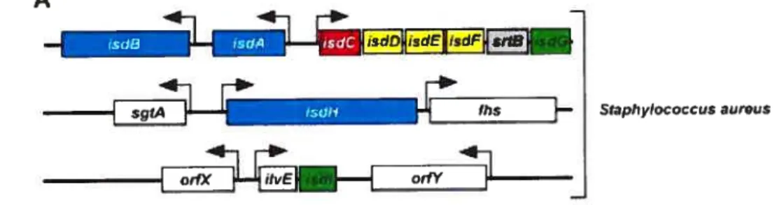 figure 7: Les gènes idsH et isdl se trouvent dans deux autres régions distinctes du chromosome de S.