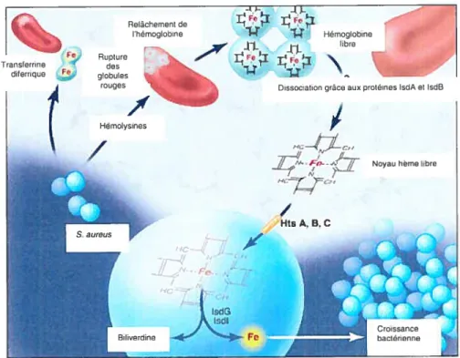 Figure 9: Utilisation du noyau hème par S. aureus (Adaptée de Rouault. 2004). S. aureus produit d’abord des hémolysines qui lysent les globules rouges libérant ainsi l’hème sous forme d’hémoglobine