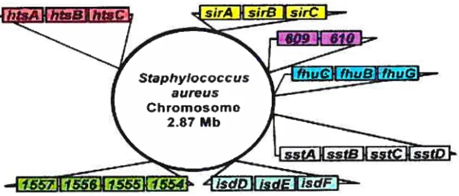 Figure 11: Arrangement génomique des systèmes de transport du fer chez S. aureus Mu50 (Skaar et al..