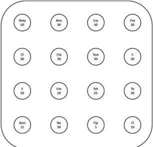 Figure 4 : Plan de la boite d’antibiogramme pour Vibrio parahaemolyticus.  