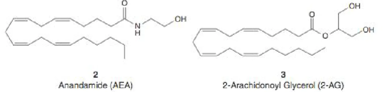 Figure 1. Structures d’endocannabinoïdes    1.2 Les phytocannabinoïdes  