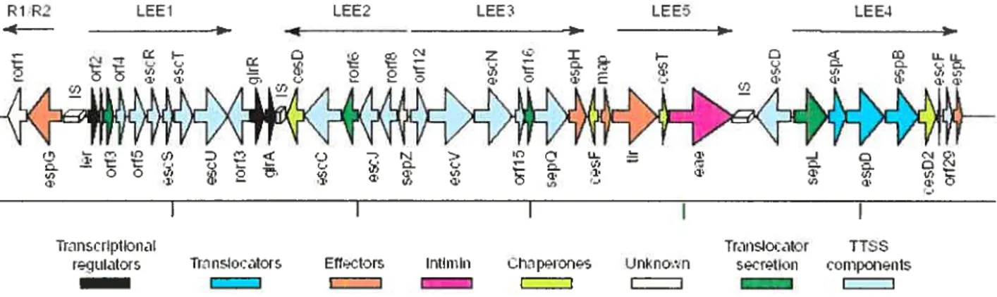 Figure 6 : Schéma représentant les gènes du locus of enterocyte effacement