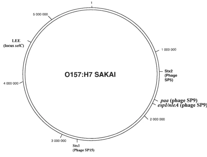 Figure 7 : Génome de E. coti 0157:H7 Sakai. La position de certains gènes impliquées dans la virulence et associés â des séquences phagiques est indiquée