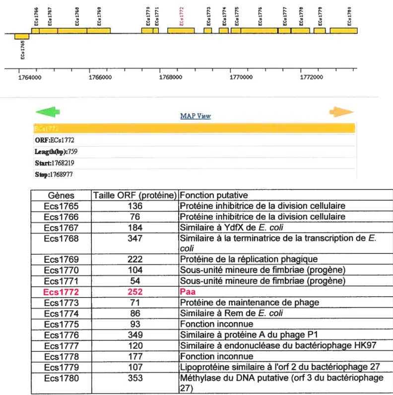 Figure 10: Environement génétique depaa chez les souches EHEC 0157 :117 Sakai et EDL933 (portion de l’îlot SP9 de la souche Sakai)