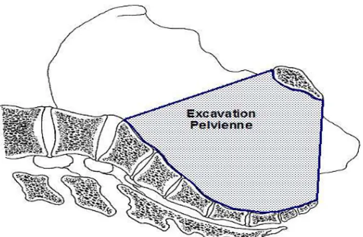 Figure 9     : Excavation pelvienne [38]