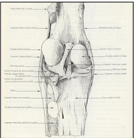 Figure 1: Anatomie du grasset équin, face caudale (Barone, 1986).
