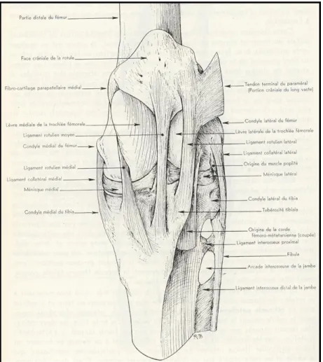Figure 2: Anatomie du grasset équin, face crâniale (Barone, 1986).