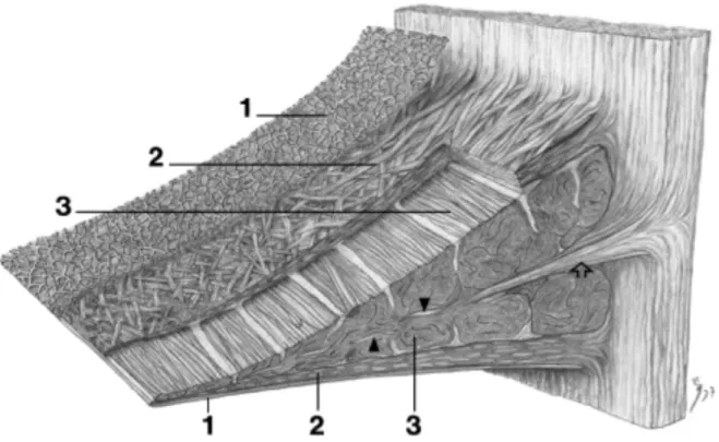 Figure 5 : Architecture du ménisque en microscopie électronique à balayage.  1. Réseau superficiel, 2
