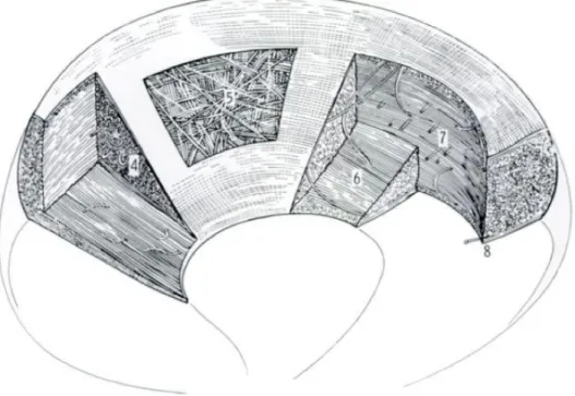 Figure 8 : Schéma de l’orientation complexe des fibres méniscales humaines. 4) Orientation radiale des fibres de  collagène  en  surface,  5)  Orientation  mixtes  des  fibres  au  niveau  de  la  couche  centrale,  6  et  7)  Orientation  circonférentiell
