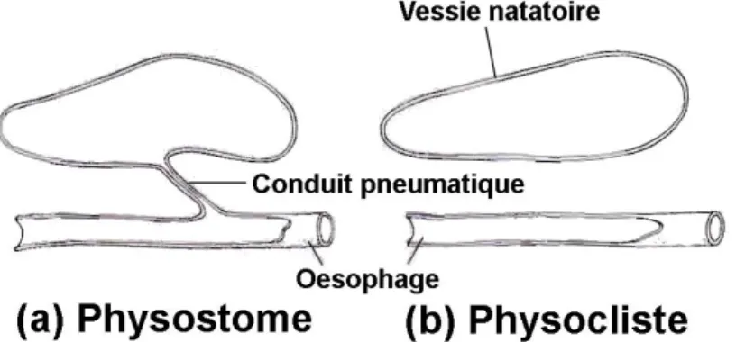 Figure 2. Comparaison de l’anatomie de la vessie natatoire d’un poisson physostome (a) et physocliste  (b)