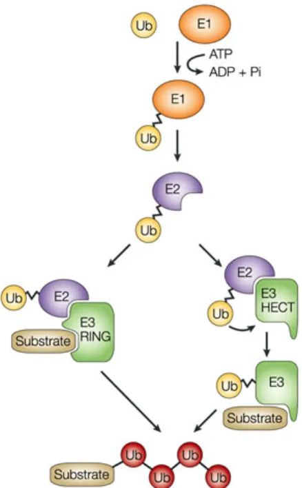 Figure 1-1. Machinerie nécessaire à la réaction d’ubiquitylation (2).  