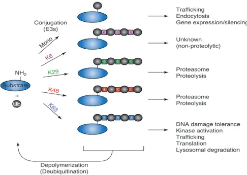 Figure 1-2. Différents types d’ubiquitylation et leurs fonctions cellulaires (3).  