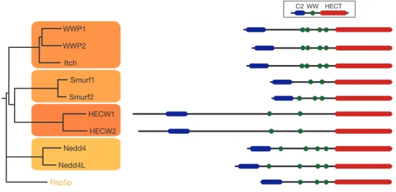 Figure  1-3.  Cladogramme  des  séquences  humaines  codant  les  différentes  ligases  de  la  famille CWH ainsi que leur organisation structurale (9)