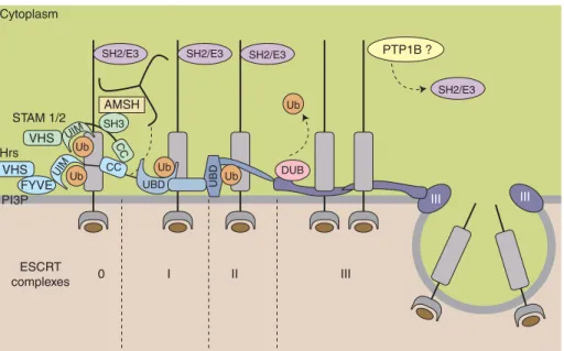 Figure 1-8. Implication des complexes ESCRT dans le transfert des récepteurs des MVBs  vers le domaine intraluminaire de ces vésicules (100)