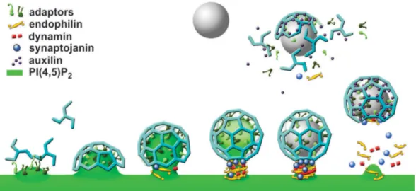 Figure  1-9.  Schématisation  des  principales  étapes  de  l’endocytose  dépendante  de  la  clathrine (118)