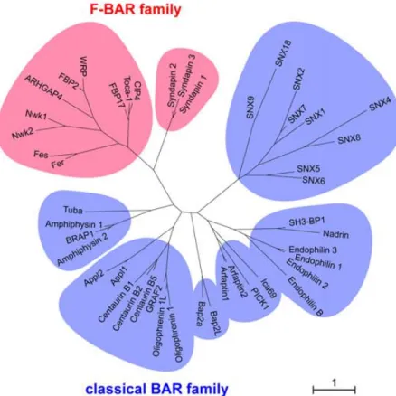 Figure 1-10. Arbre phylogénique des protéines à domaine BAR/F-BAR (132).  