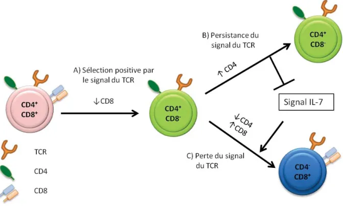 Figure 1: Le modèle de signalisation cinétique: un modèle non-classique du choix du sous- sous-type cellulaire CD4/CD8