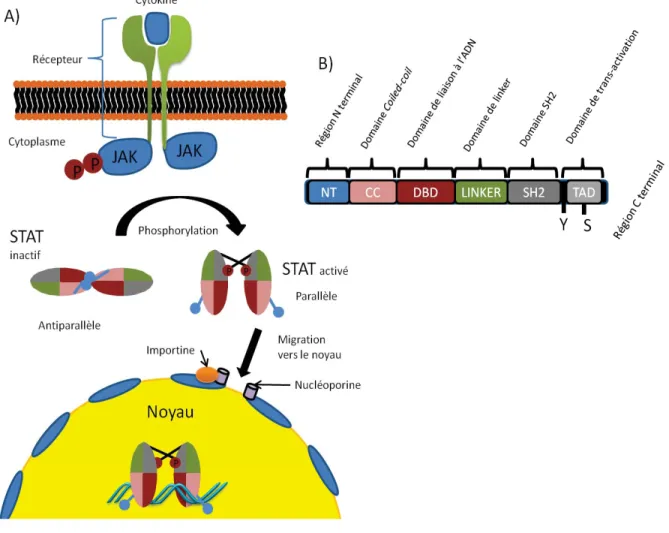 Figure 3: La voie JAK-STAT.  