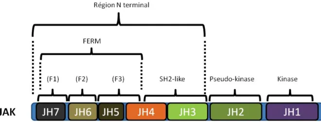 Figure 4: Schématisation de l’organisation structurelle des molécules Janus Kinases.  
