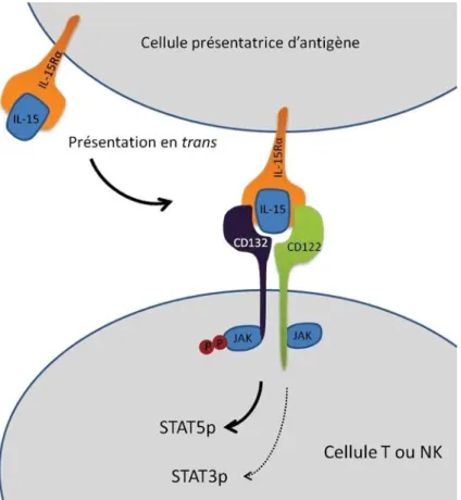Figure 5: Présentation en Trans de l’IL-15. 