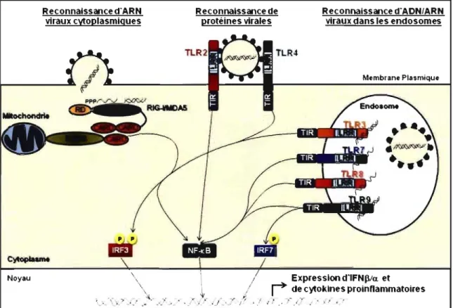 Figure 1 : Reconnaissance des PAMPs viraux par les PRRs : TLRs, RLHs et DAI. 