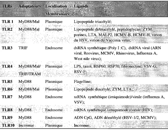 Tableau  1:  Les  adaptateurs,  la  localisation  membranaire  et  les' ligands  des  TLRs  humains