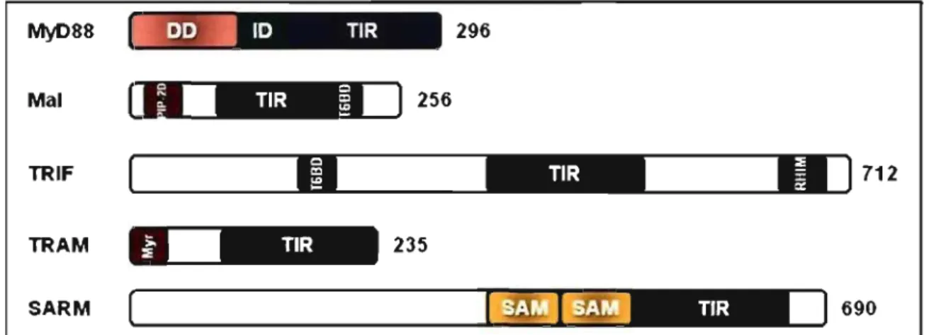 Figure 3 : Représentation schématique de la structure des adaptateurs contenant un  domaine TIR