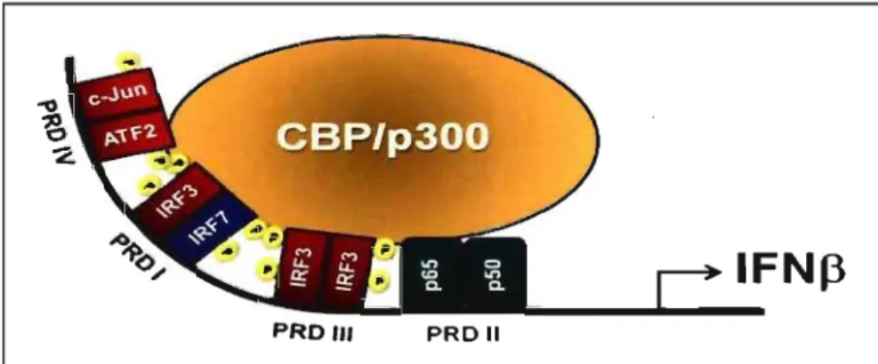 Figure 9: Présentation de l'enhanceosome du promoteur de  l'IFN~. 