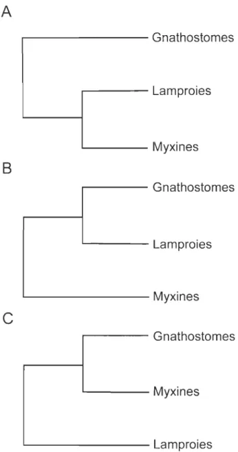 Figure  introductive  1.  Hypothèses  des  relations  phylogénétiques  entre  gnathostomes,  lamproies et  myxines 