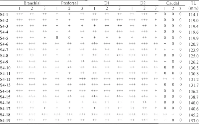 Table 3.  Development  of the ar cualia  in  19 adults of  Petromyzon  marinus  with  respect  to  five  body  sections