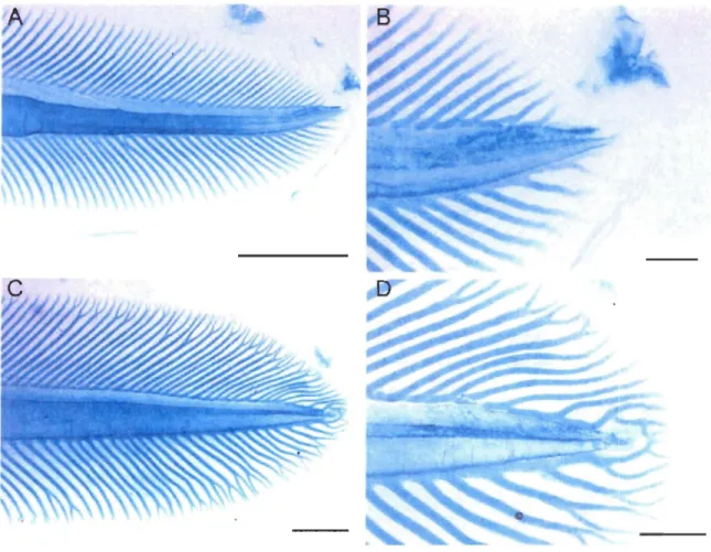 Figure  5.  Developmental  changes  of  the  caudal  fin  in  Petromyzon  marinlls  ammocoetes