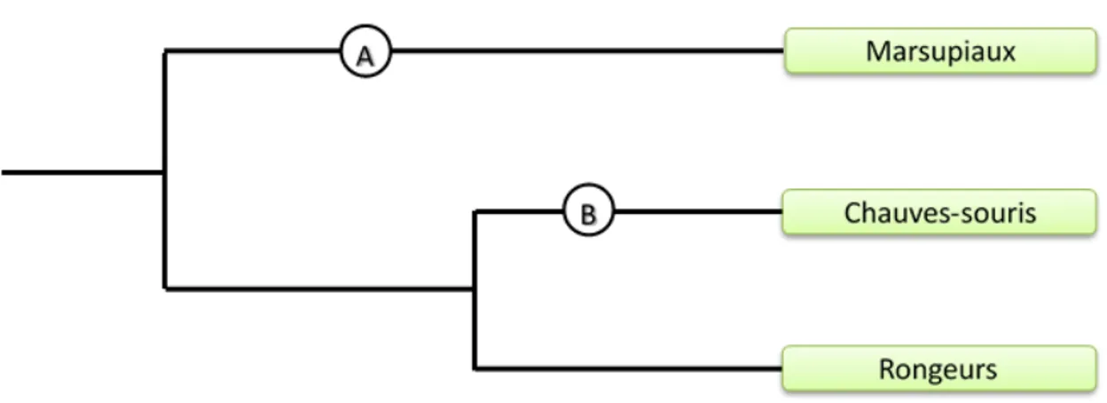 Figure 0.5 Section de la phylogénie des mammifères. Les points A et B représentent  des événements d’évolution (mutation) fictifs dont les conséquences sont partagées  par tous les descendants