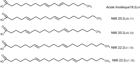Figure 0.9 Structure d’un acide gras « methylene interrupted » typique des vertébrés  et des quatre acides gras non-methylene interrupted (NMI) les plus communs chez les  bivalves