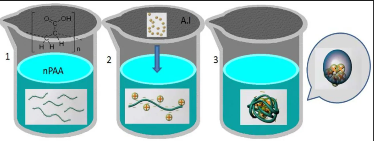 Figure 1.5. Méthode de fabrication des nanocapsules à partir des polymères de PAA. 