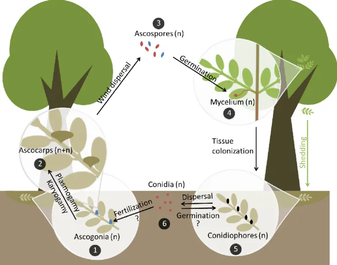 Figure  2:  Hypothetical  life  cycle  of  Hymenoscyphus  fraxineus.  (1)  By  early  summer,  ascogonia  develop on old fallen leaf rachises and are probably fertilized by contact with conidia or by the mycelium  of germinated conidia, if strains of oppos