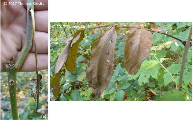 Figure 3: Example of general state of leaves and shoots before sampling on tree n°58 and tree  n°52; (a) necrotic lesion is visible on bark and the leaf is dry and ready to fall; (b) no necrotic lesion is  visible on bark but the leaf is wilting and the pe