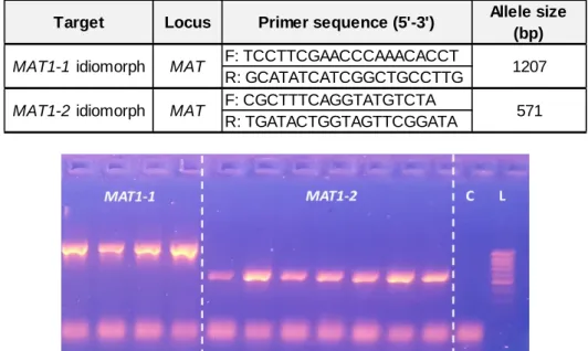 Table 2: Primers for MAT multiplex PCR. F stands for forward and R for reverse primer