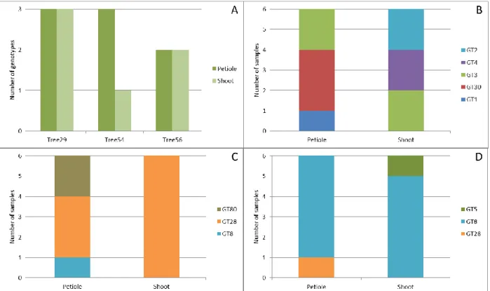 Figure  7:  Number  of  distinct  multilocus  genotypes  (MLGs  =  GT)  of  H.  fraxineus  among  six  isolates  each  from  a  petiole  and  corresponding  shoot  of  each  of  three  different  common  ash  trees