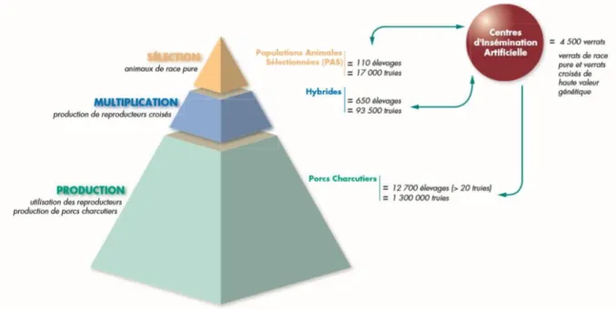 Figure 1 : Structure pyramidale à trois niveaux de la filière porcine  (IFIP, 2003) 