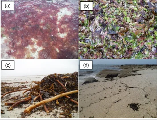Figure  4 :  Variabilité  de  la  composition  de  la  laisse.  (a)  laisse  dominée  par  des  algues  rouges  filamenteuses ;  (b) laisse  dominée  par  Laminaria  sp.,  Ulva  sp