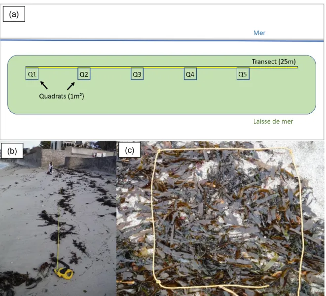 Figure 5 : Protocole d’échantillonnage de la laisse de mer. (a) : résumé schématique du  protocole ;  (b)  transect  de  25m  sur  la  plage  Cornouaille  à  Concarneau ;  (c)  quadrat  de  1m²