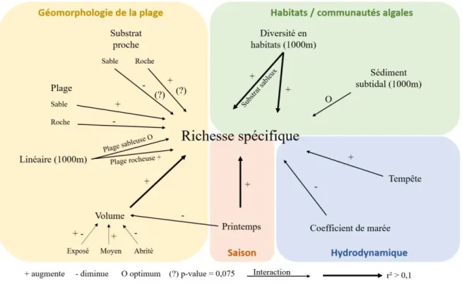 Figure  12 :  Déterminants  environnementaux  de  la  richesse  spécifique  de  la  laisse  de mer, leur effet et leur importance relative  