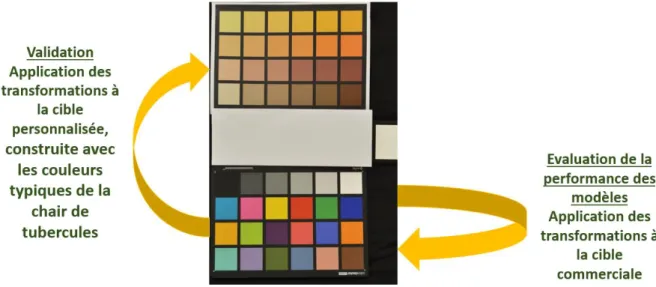 Figure 13 : Cible colorimétrique commercial de calibration à droite de l’image et cible personnalisée de validation à gauche de  l’image 