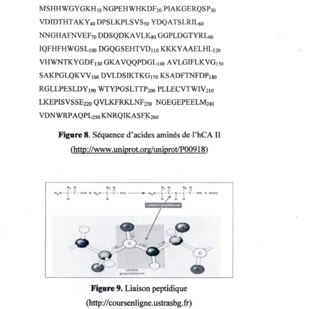 Figure 8. Séquence d'acides aminés de l'hCA II  flittp://www.uniprot.org/uniprot/P009181 