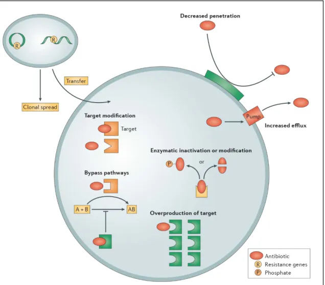 Figure 1. Principaux mécanismes connus de résistance et de tolérance aux antibiotiques