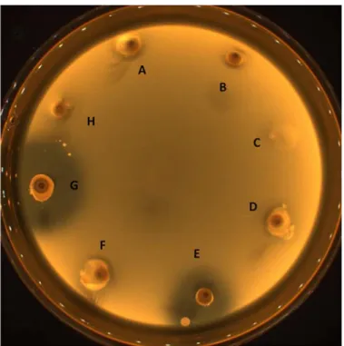 Figure 11. Activité de 8 souches de Lactobacillus sur Escherichia coli (inoculé en tapis) par  la technique de la greffe de gélose